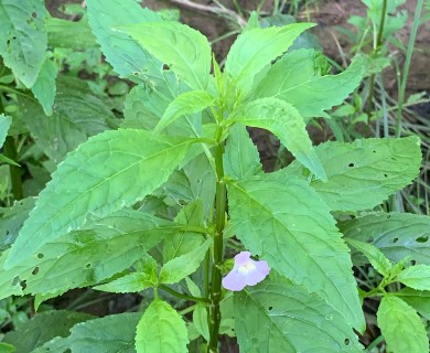 Mimulus alatus