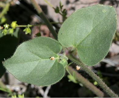 Mirabilis laevis