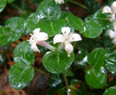 Mitchella repens