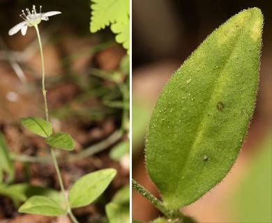 Moehringia lateriflora