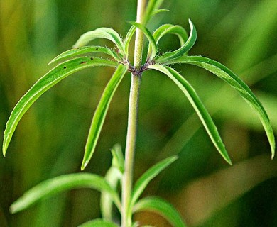 Monarda citriodora