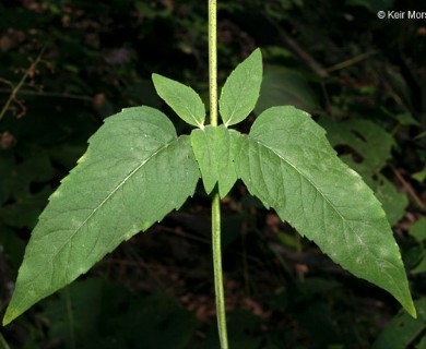 Monarda fistulosa