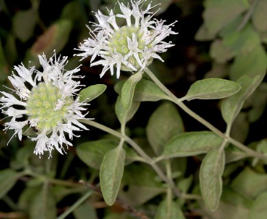 Monardella odoratissima