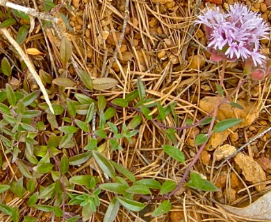 Monardella purpurea