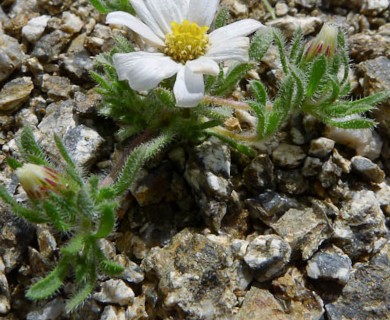 Monoptilon bellioides