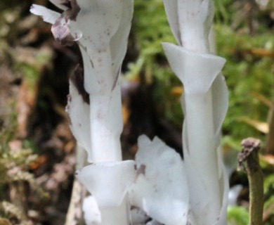 Monotropa uniflora