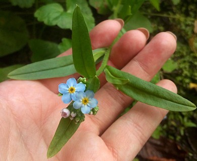 Myosotis scorpioides