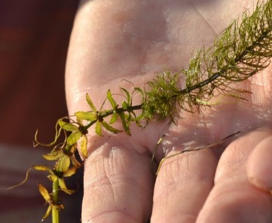 Myriophyllum heterophyllum