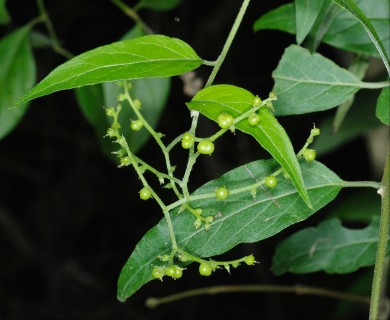 Myriopus volubilis