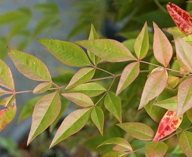 Nandina domestica