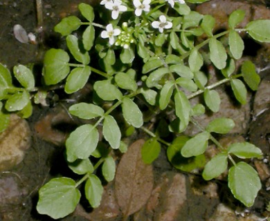 Nasturtium officinale