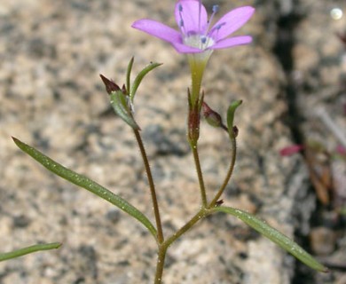 Navarretia leptalea