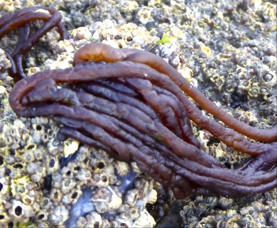 Nemalion elminthoides