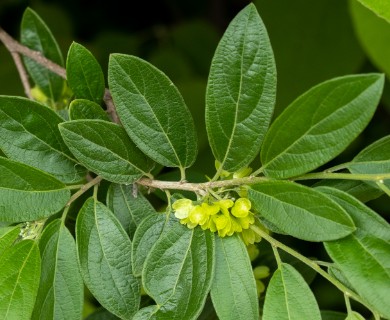 Neopringlea integrifolia