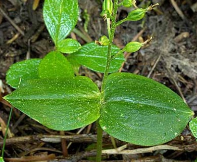 Neottia banksiana