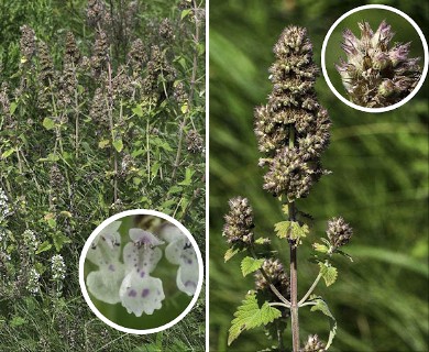 Nepeta cataria