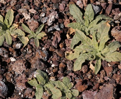 Nicotiana obtusifolia