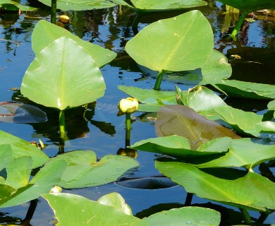 Nuphar advena