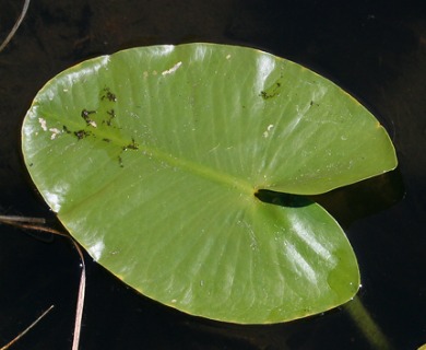 Nuphar polysepala