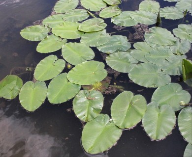 Nuphar variegata