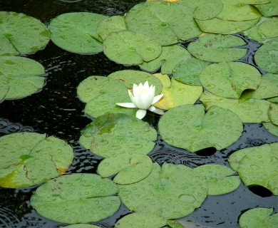 Nymphaea odorata