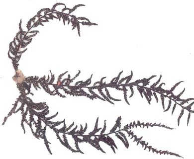 Odonthalia floccosa