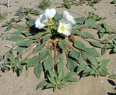 Oenothera deltoides