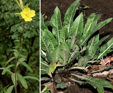 Oenothera elata