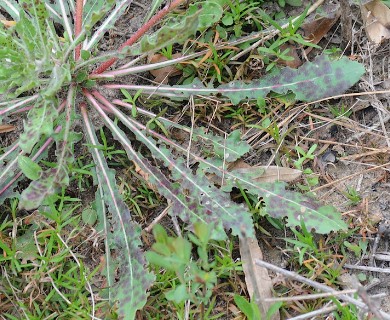 Oenothera filiformis