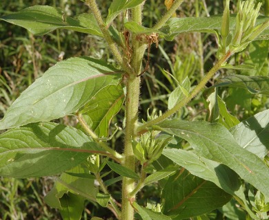 Oenothera glazioviana