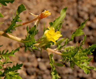 Oenothera laciniata