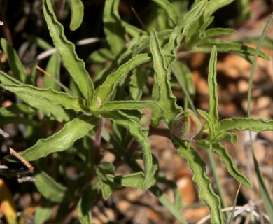 Oenothera lavandulifolia