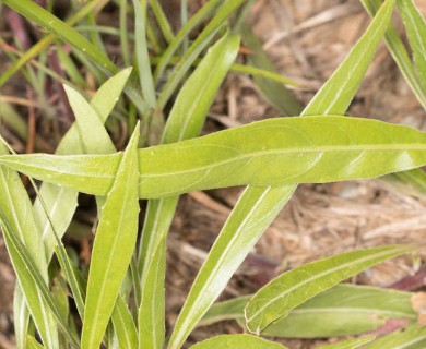 Oenothera macrocarpa