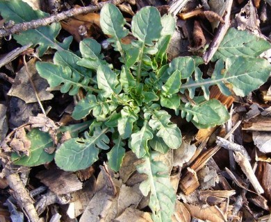 Oenothera speciosa