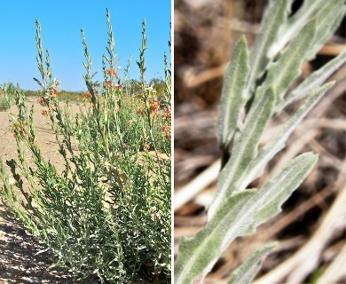 Oenothera suffrutescens