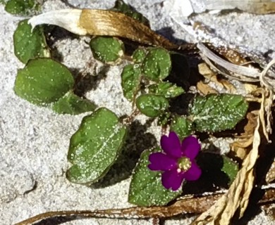 Okenia hypogaea