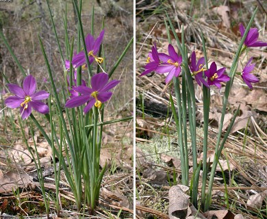 Olsynium douglasii