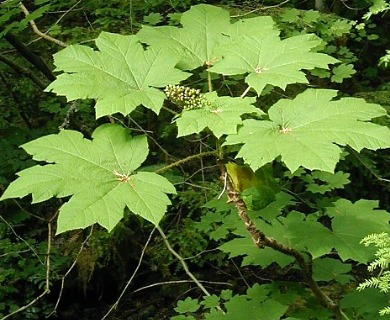 Oplopanax horridus