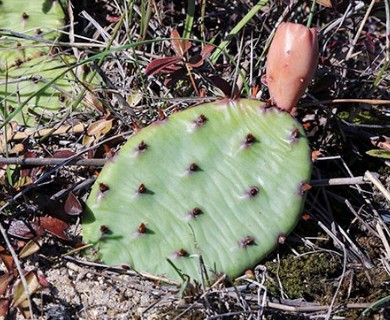 Opuntia cespitosa