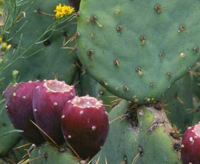 Opuntia engelmannii