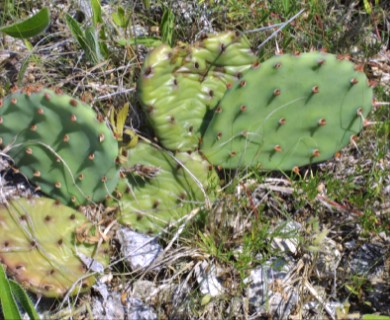 Opuntia humifusa