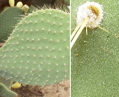 Opuntia leucotricha