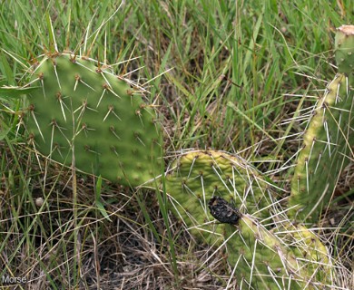 Opuntia macrorhiza