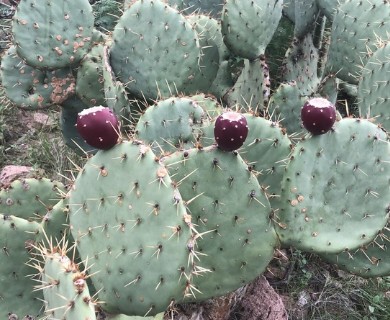 Opuntia orbiculata