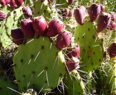 Opuntia phaeacantha