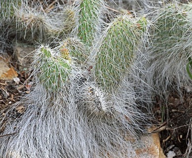 Opuntia trichophora
