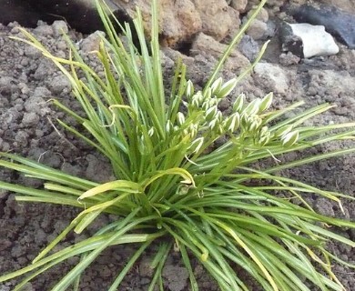 Ornithogalum umbellatum