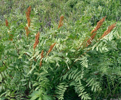 Osmunda spectabilis