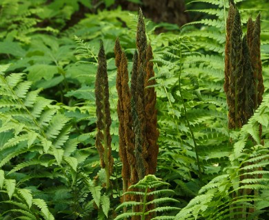 Osmundastrum cinnamomeum