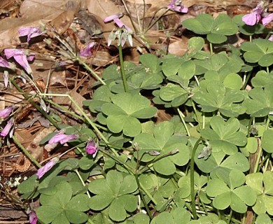 Oxalis articulata